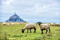 Beautiful view of famous historic Le Mont Saint-Michel tidal island with sheep grazing on fields of fresh green grass on Royalty Free Stock Photo