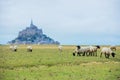 Beautiful view of famous historic Le Mont Saint-Michel tidal island with sheep grazing on fields of fresh green grass on Royalty Free Stock Photo