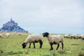Beautiful view of famous historic Le Mont Saint-Michel tidal island with sheep grazing on fields of fresh green grass on Royalty Free Stock Photo