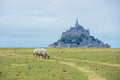Beautiful view of famous historic Le Mont Saint-Michel tidal island with sheep grazing on fields of fresh green grass on Royalty Free Stock Photo
