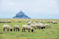 Beautiful view of famous historic Le Mont Saint-Michel tidal island with sheep grazing on fields of fresh green grass on Royalty Free Stock Photo