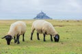 Beautiful view of famous historic Le Mont Saint-Michel tidal island with sheep grazing on fields of fresh green grass on Royalty Free Stock Photo