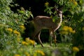 Beautiful view of fawn deer hiding in bushes