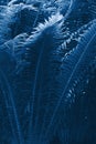 Beautiful view of fern plant in classic blue color. Forest turquoise colored fern plants