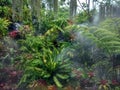 Ferns and mist in the garden