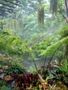 Ferns and mist in the garden