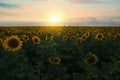 Beautiful view of field with blooming sunflowers under sky Royalty Free Stock Photo