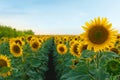 Beautiful view of field with blooming sunflowers under sky on summer day Royalty Free Stock Photo