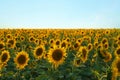 Beautiful view of field with blooming sunflowers under sky on summer day Royalty Free Stock Photo