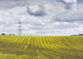 Beautiful view of the field of Brassica napus growing in the UK under the cloudy sky Royalty Free Stock Photo