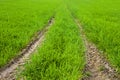 Beautiful view of field with car pathway and green grass Royalty Free Stock Photo