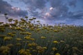 Beautiful view of a field of everlasting flowers with puffy clouds in Croatia