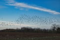 Beautiful view of a field and a flock of birds flying in the sky in Plancenoit, Belgium