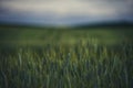 Beautiful view of a field of green rye wheat Royalty Free Stock Photo