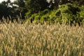 Beautiful view of a field of green triticale grass Royalty Free Stock Photo