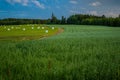 Beautiful view of a field with hey bales against the blue sky Royalty Free Stock Photo