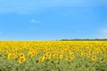 Beautiful view in the field of sunflowers in summer sunny day Royalty Free Stock Photo