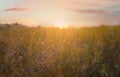 View of field at sunrise. Early morning landscape