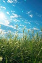 Beautiful view of the field with wheat, cereals, summer