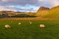 Sunset sheep rural Scotland Highlands Skye Island Talisker Royalty Free Stock Photo