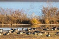 Beautiful view of the flock of Canada geese grazing on grass