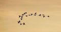 Beautiful view flock of cormorants in flight silhouetted against an orange sky at sunset