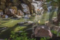 Beautiful view of flock of fish of colorful koi in river on rock background.