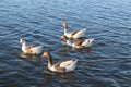 Beautiful view of a flock of geese swimming in the lake Royalty Free Stock Photo