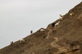 Beautiful view of a flock of goats grazing on a mountain slope Royalty Free Stock Photo