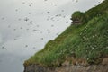 Beautiful view of a flock of puffins flying near the hill in Iceland Royalty Free Stock Photo