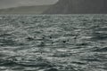 Beautiful view of a flock of puffins flying over the sea in Iceland Royalty Free Stock Photo