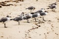 Beautiful view of a flock of seagulls on the coastline of the sandy beach of Miami Beach Atlantic Ocean. Royalty Free Stock Photo