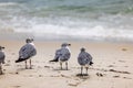 Beautiful view of flock of seagulls on sandy beach of Miami Beach with blurred background of Atlantic Ocean Royalty Free Stock Photo