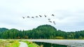 Beautiful view of flocks flying above the water