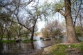 beautiful view of flooded trees in a grove in spring