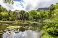 Beautiful view of the flora in the Botanical Garden, Jardim Botanico of Rio de Janeiro, Brazil Royalty Free Stock Photo