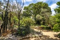 Beautiful view of the flora in the Botanical Garden, Jardim Botanico of Rio de Janeiro, Brazil Royalty Free Stock Photo