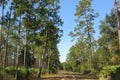 Florida wild forest