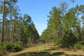 Florida wild forest