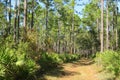 Florida wild forest