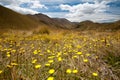 Beautiful view of flower garden and mountain, South Island, New Zealand Royalty Free Stock Photo