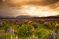 Beautiful view of flower garden, South Island, New Zealand Royalty Free Stock Photo