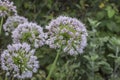 Beautiful view of flowering onions. Large globular flowers