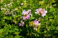 Beautiful view of flowering wildflowers in the park Royalty Free Stock Photo
