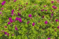 Beautiful view of flowers of spray pink roses blooming isolated. Royalty Free Stock Photo