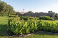 Beautiful view of flowers under a blue sky in Dubai Safari Park (Dubai Zoo) Royalty Free Stock Photo