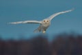 Beautiful view of a flying snowy owl