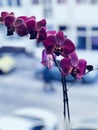 Beautiful view of focused purple orchid Royalty Free Stock Photo