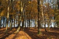 Beautiful view of a forest in autumn in Plancenoit, Belgium