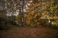 Beautiful view of a forest during a fall season with yellow leaves on the ground Royalty Free Stock Photo